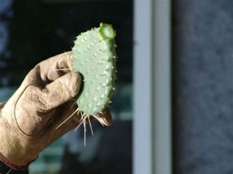 It is because this plant likes its roots crowded. How to Cut Cactus for Propagation (Video) | World of ...