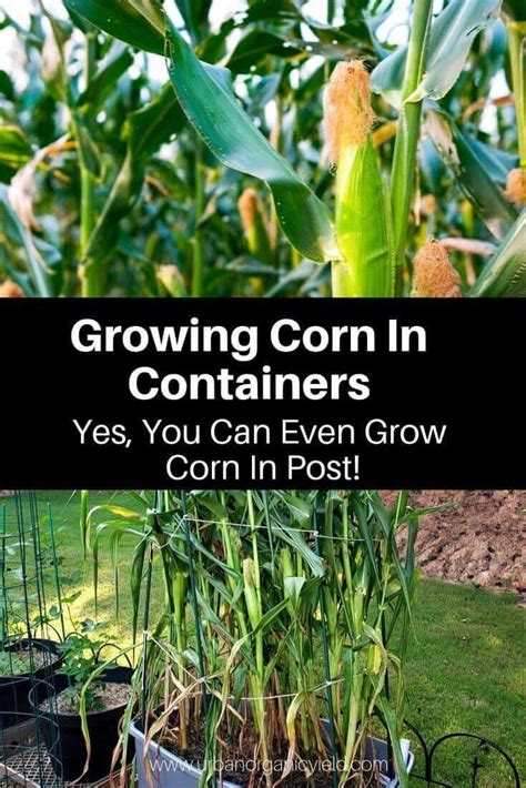The Best Corn Companion Plants For Your Vegetable Garden Artofit