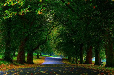Park Trees Greenery Wallpaper Nature And Landscape Wallpaper Better