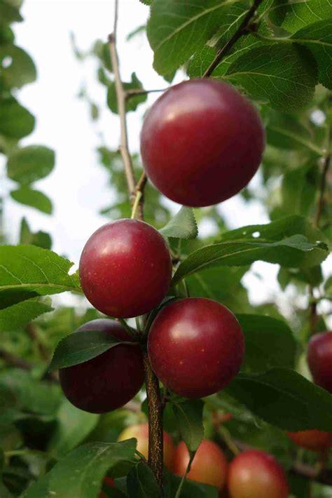 Fruit Trees Home Gardening Apple Cherry Pear Plum Red Fruit Tree