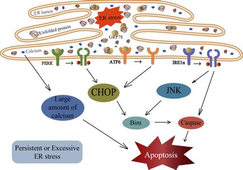 Role Of Endoplasmic Reticulum Stress In Depression Review