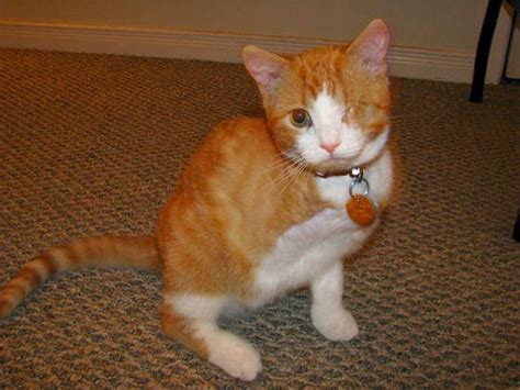 Ubat Kencing Manis KHAS Untuk Yang Tak Nak Potong Kaki  Hadiah