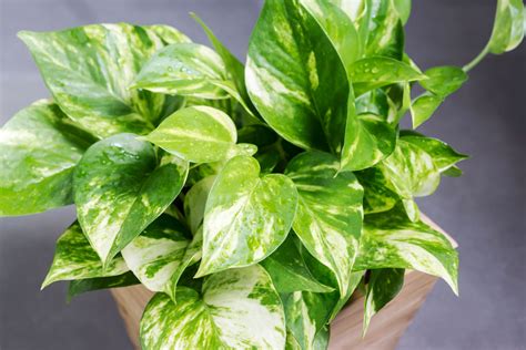 Check out our devil's ivy pothos selection for the very best in unique or custom, handmade pieces from our shops. Potos, la pianta da interni con le foglie a forma di cuore ...