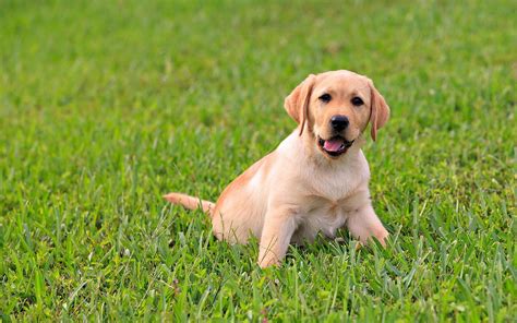The great collection of hd cute wallpapers for desktop, laptop and mobiles. cute labrador - HD Desktop Wallpapers | 4k HD