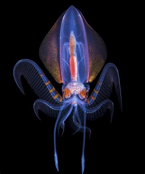 Psbattle This Deep Sea Squid Photoshopbattles