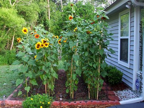 Julie Ann Brady Blog On Sunflower Garden At 79 Days Almost 8 Feet