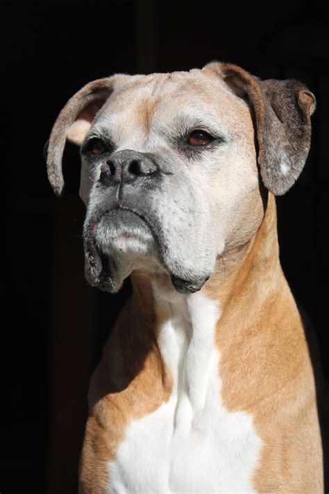 Senior Boxers Are The Best Animals That Stole My Heart Pinterest