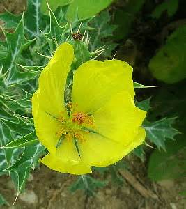 The british introduced the plant to sri lanka, india and other parts of asia in the 19 century, and its flower has since been imbued with religious. south american flowers
