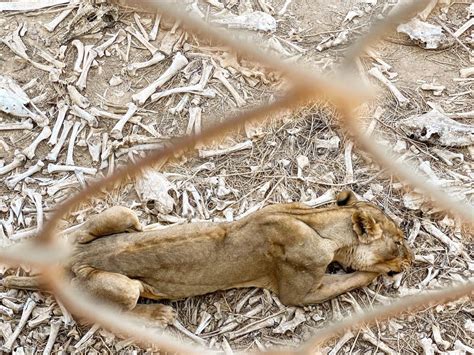 Ngo Wildatlife Urgent Appeal For 47 Starved Animals Burkina Faso Zoo