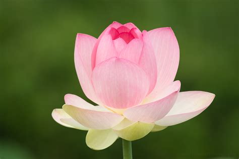 Stages Of A Lotus Flower Blooming At Kenilworth Aquatic Gardens — Todd