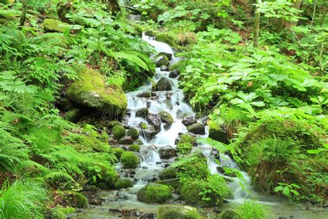 Green Moss With Water Stream Stock Image Image Of Freshness Fall
