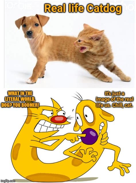 Catdog Meme Imgflip