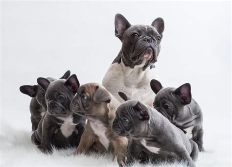 The french formalized breed standards to include a compact body and straight. Why You Shouldn't Buy A French Bulldog? Revealed - French ...