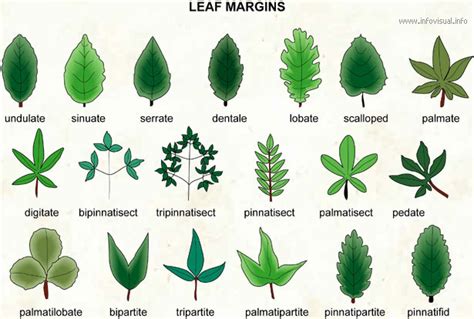 Types Of Leaves Leaves Foliage Plants Leaf Identification