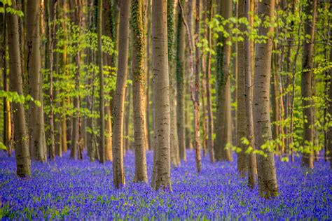 All You Need To Know About The Magical Bluebell Forest Hallerbos In