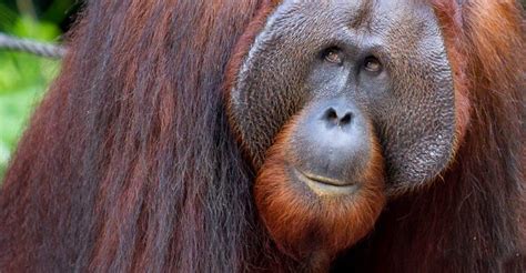 The Wilds Of Borneo Orangutans And Beyond 2024 San Diego Zoo Wildlife