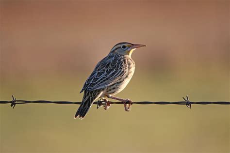 What Is The State Bird Of Nebraska Discover The Western Meadowlark