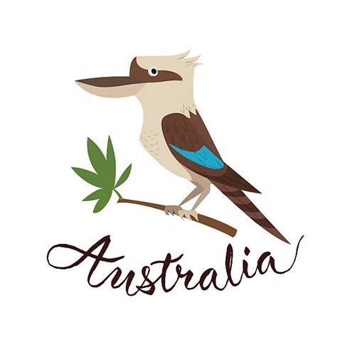 Kookaburra Illustrations Royalty Free Vector Graphics And Clip Art Istock