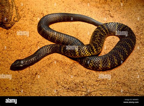 Black Tiger Snake Notechis Ater Humphreysi On Brown Sand Stock Photo