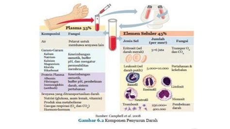Mengenal Struktur Dan Fungsi Sistem Peredaran Darah Manusia Dan Sistem