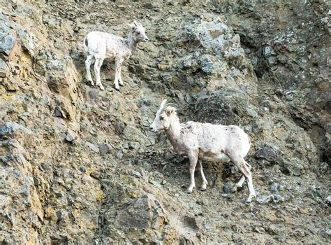 Climbing Two Rocky Mountain Bighorn Sheep Ovis Canadensi Flickr