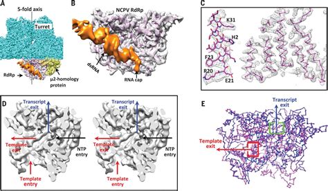 Cryo EM Shows The Polymerase Structures And A Nonspooled Genome Within