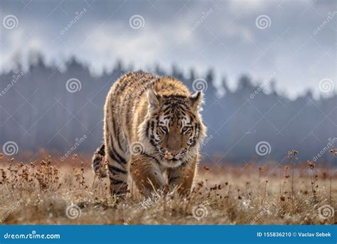 Siberian Tiger Running Beautiful Dynamic And Powerful Photo Of This