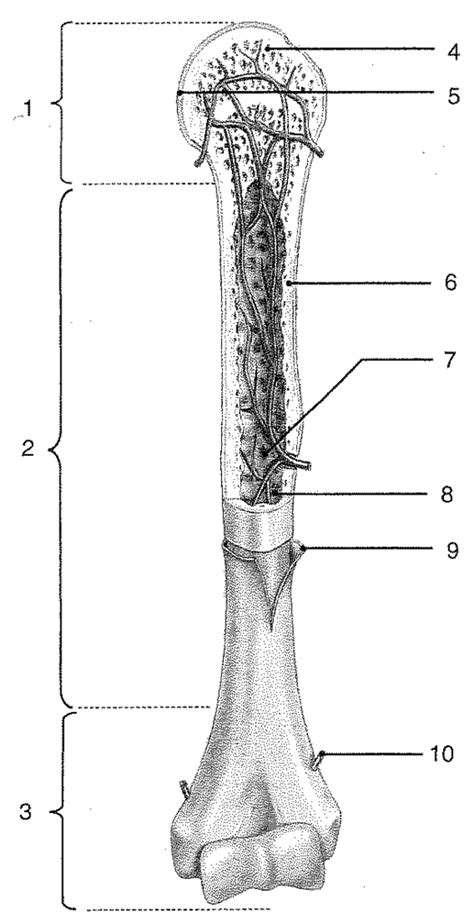 The blood vessels inside a bone. Long Bone Labeled Black And White : Figure 2 1 : Sure, it ...