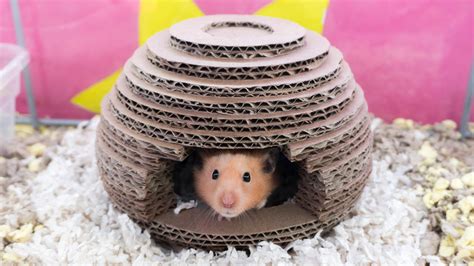 Diy Cardboard Hamster Toys