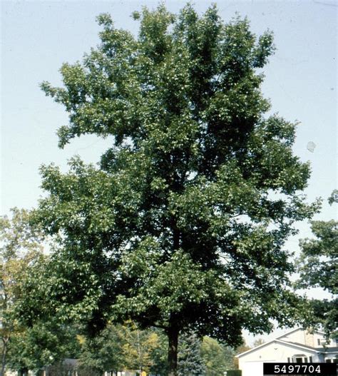 Bitternut Hickory Carya Cordiformis Juglandales Juglandaceae 5497704