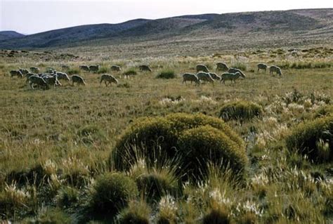 The Pampas Argentina This Land Was Converted To Accommodate Livestock