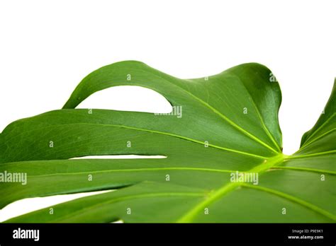 Grande Y Brillante Hoja De Planta Monstera Aislado Sobre Fondo Blanco