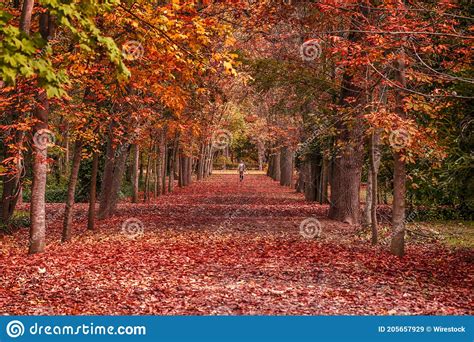 Pathway In A Park Covered In Red Dried Leaves And Trees In Autumn Stock