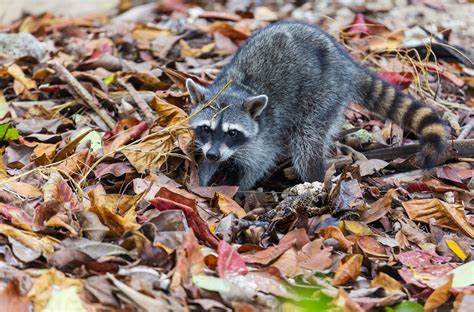 Communicable Diseases That Can Be Carried By Raccoons Raccoon Removal