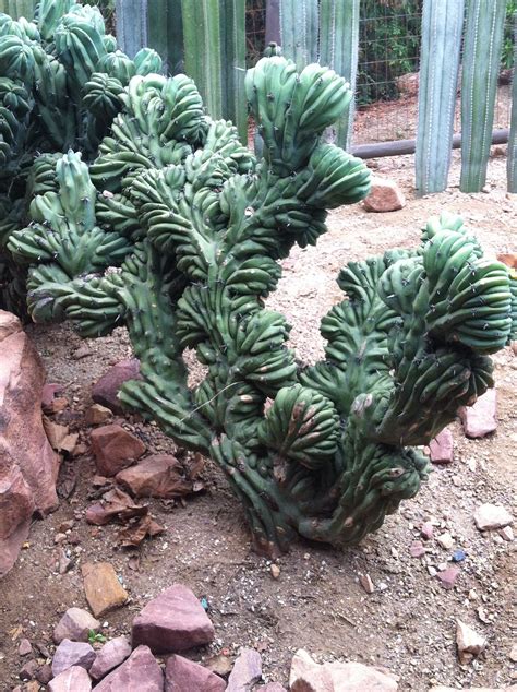 Cool Cactus Lithops Succulents Cactus Plants Plants