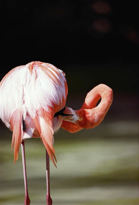 Flamingo Phoenicopteridae Rear View Photograph By Bread And Butter Fine Art America
