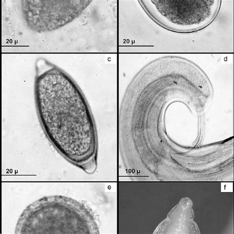 Parasite Eggs And Adult Nematodes A A Download Scientific Diagram