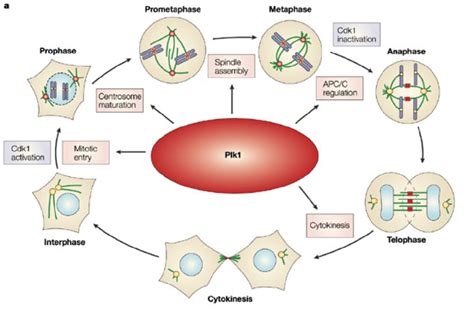 Check spelling or type a new query. Schematic presentation of the cell cycle highlighting the ...