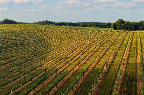 15 Beautiful Vineyards And Wineries In North Carolina Southern Trippers