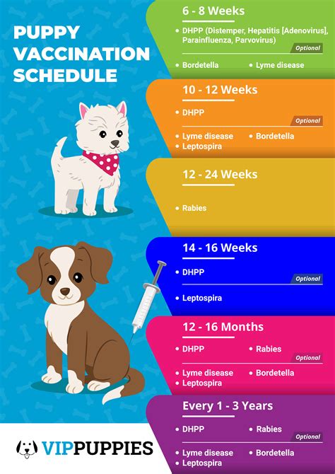 What Age Should Puppies Get Vaccinated Puppy And Pets