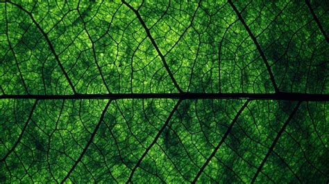 Die 48 Besten Green Wallpapers