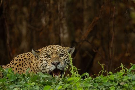 Wildfires And Habitat Loss Are Killing Jaguars In The Amazon Rainforest