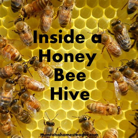 A Look Inside A New Honey Bee Hive