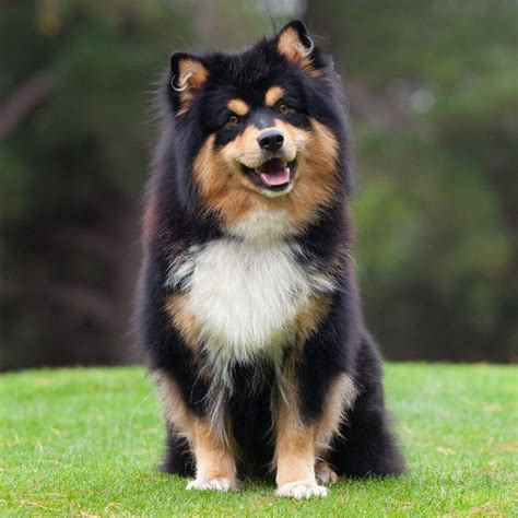 Image Result For Finnish Lapphund Cute Dogs Breeds Hybrid Dogs Dog