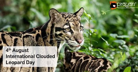 4th August: International Clouded Leopard Day • Prayan Animation