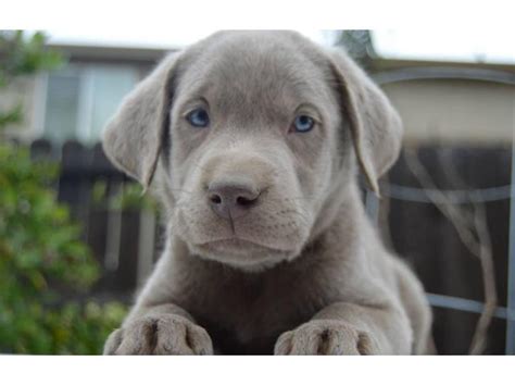 Available labrador puppies for sale. Silver Lab puppies available in Ceres, California - Puppies for Sale Near Me