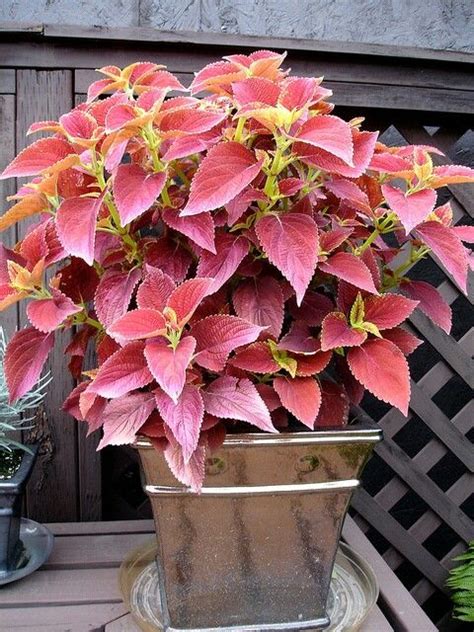 Gorgeous Coleus Can Stand Southern Summer Heat Win Front Yard Garden