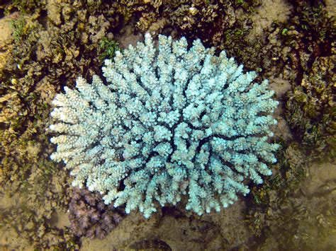 We did not find results for: Blaue Koralle stockfoto. Bild von unterwasser, blau ...