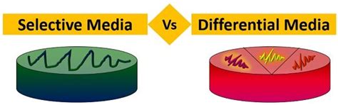 Difference Between Selective And Differential Media With Comparison