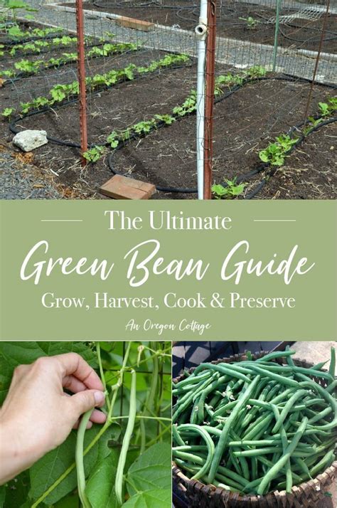 The Ultimate Green Bean Guide Grow Harvest Cook And Preserve An